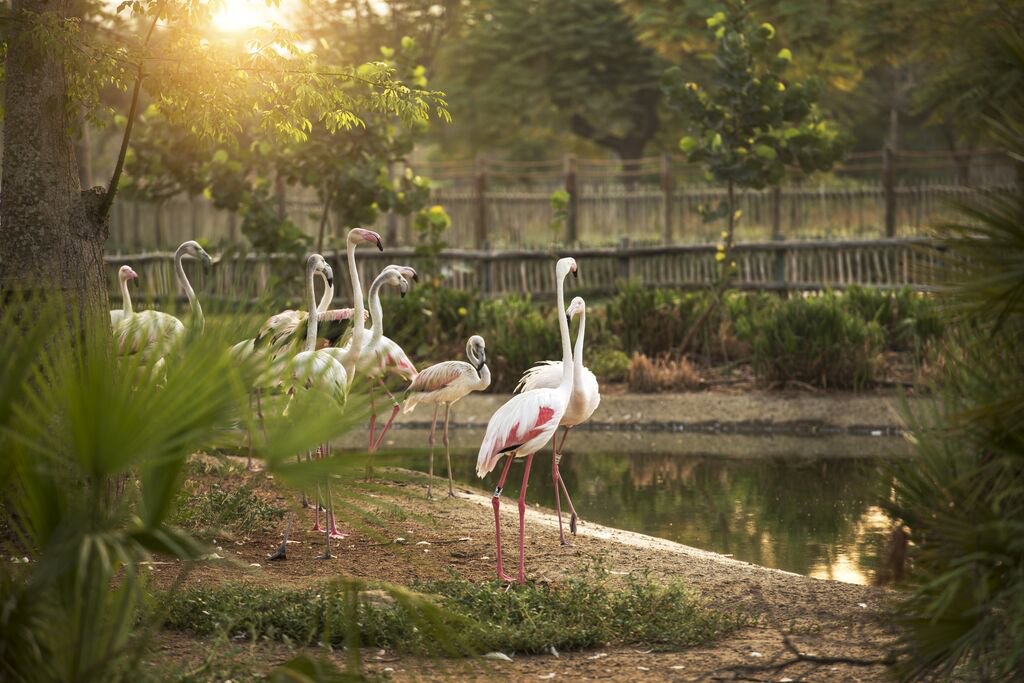Large-DXB Safari Park 9630