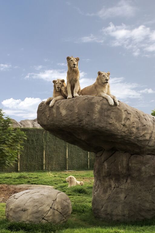 Large-DXB Safari Park 1037