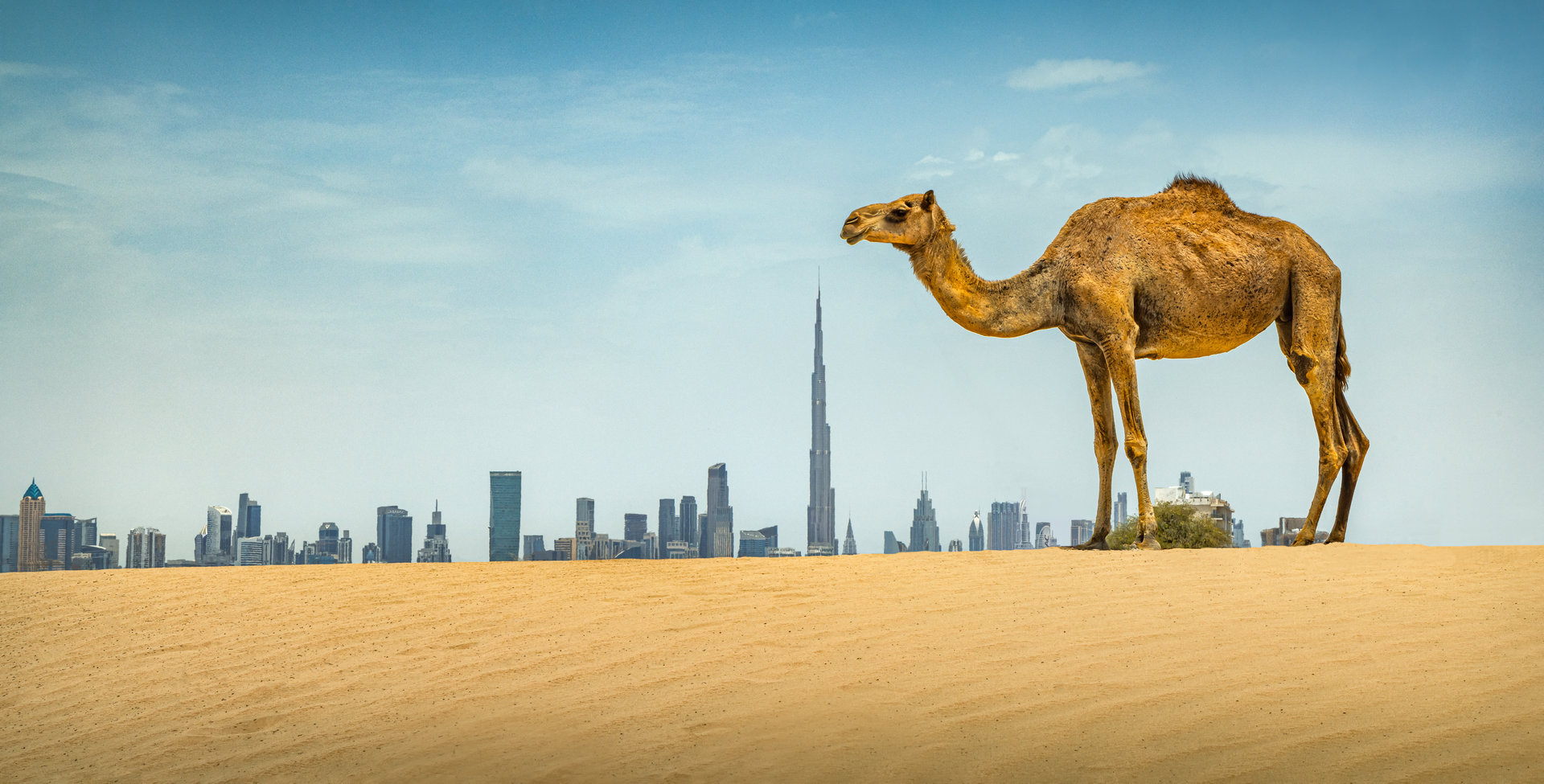 DET_Dubai Desert_4